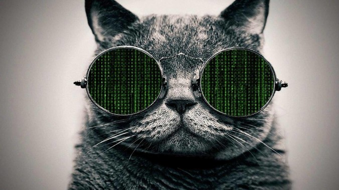 为什么胖猫***无法让我产生共情？